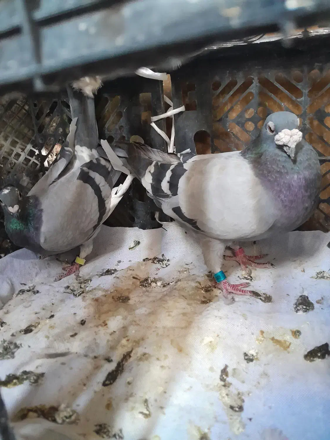 کبوتر پلاکی|پرنده|دهدشت, |دیوار