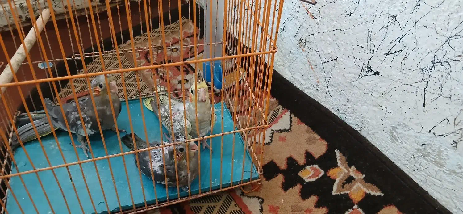 عروس هلندی|پرنده|شوشتر, |دیوار