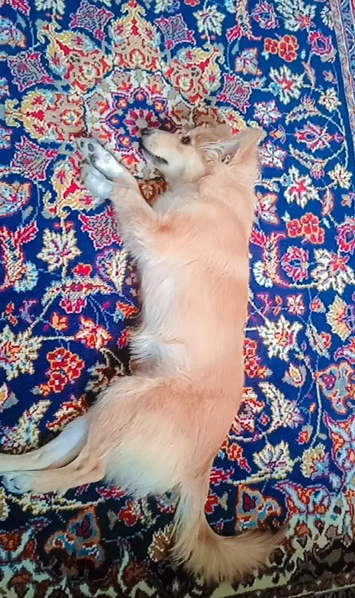 نژاد یونانی (کوکونی)|سگ|محمدشهر, شهرک پیام (مهرالبرز)|دیوار