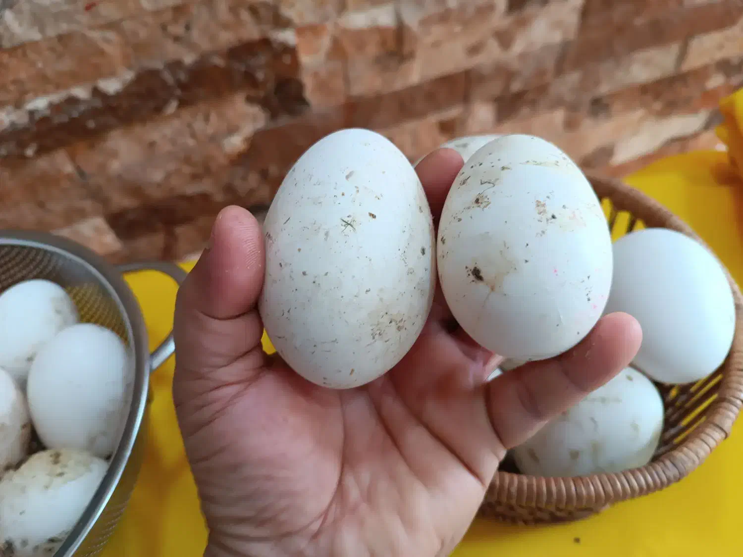 تخم بط (غاز)|حیوانات مزرعه|زابل, |دیوار