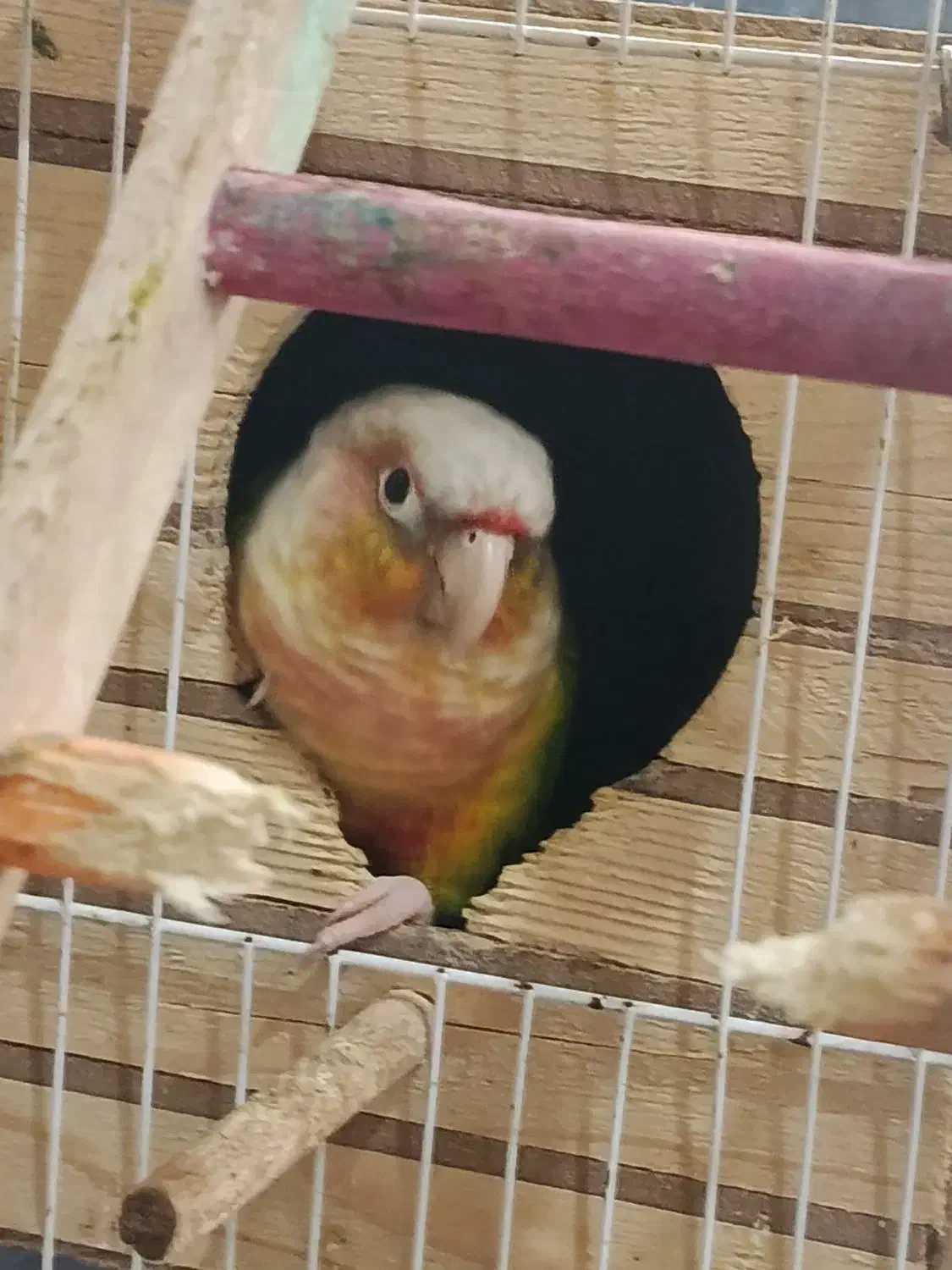 گرینچیک|پرنده|قشم, |دیوار