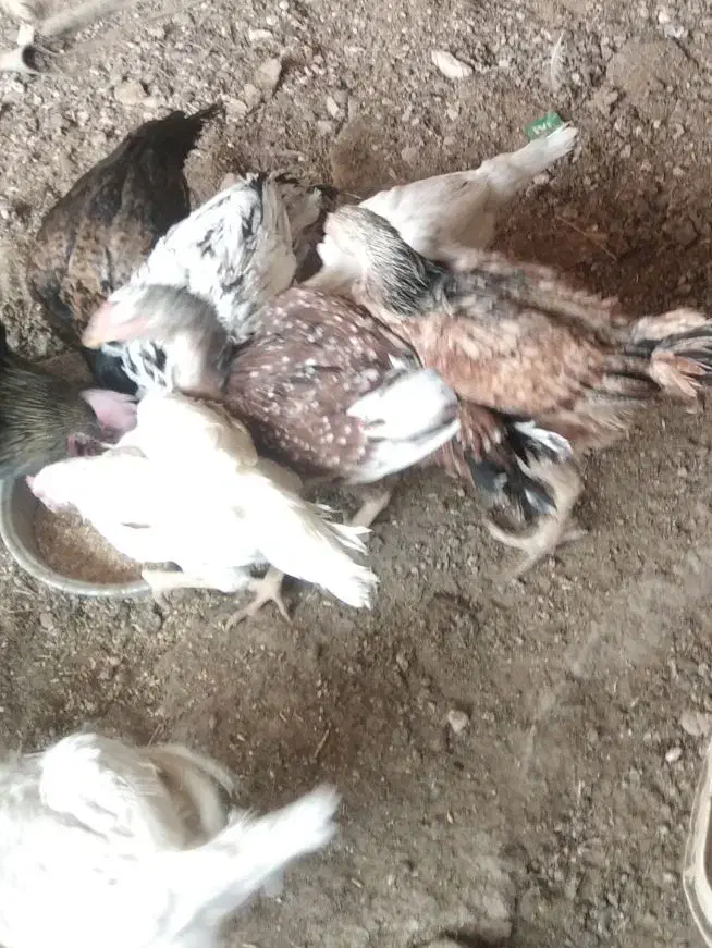 جوجه مرغ و خروس لاری سفید|حیوانات مزرعه|اصفهان, ابر|دیوار