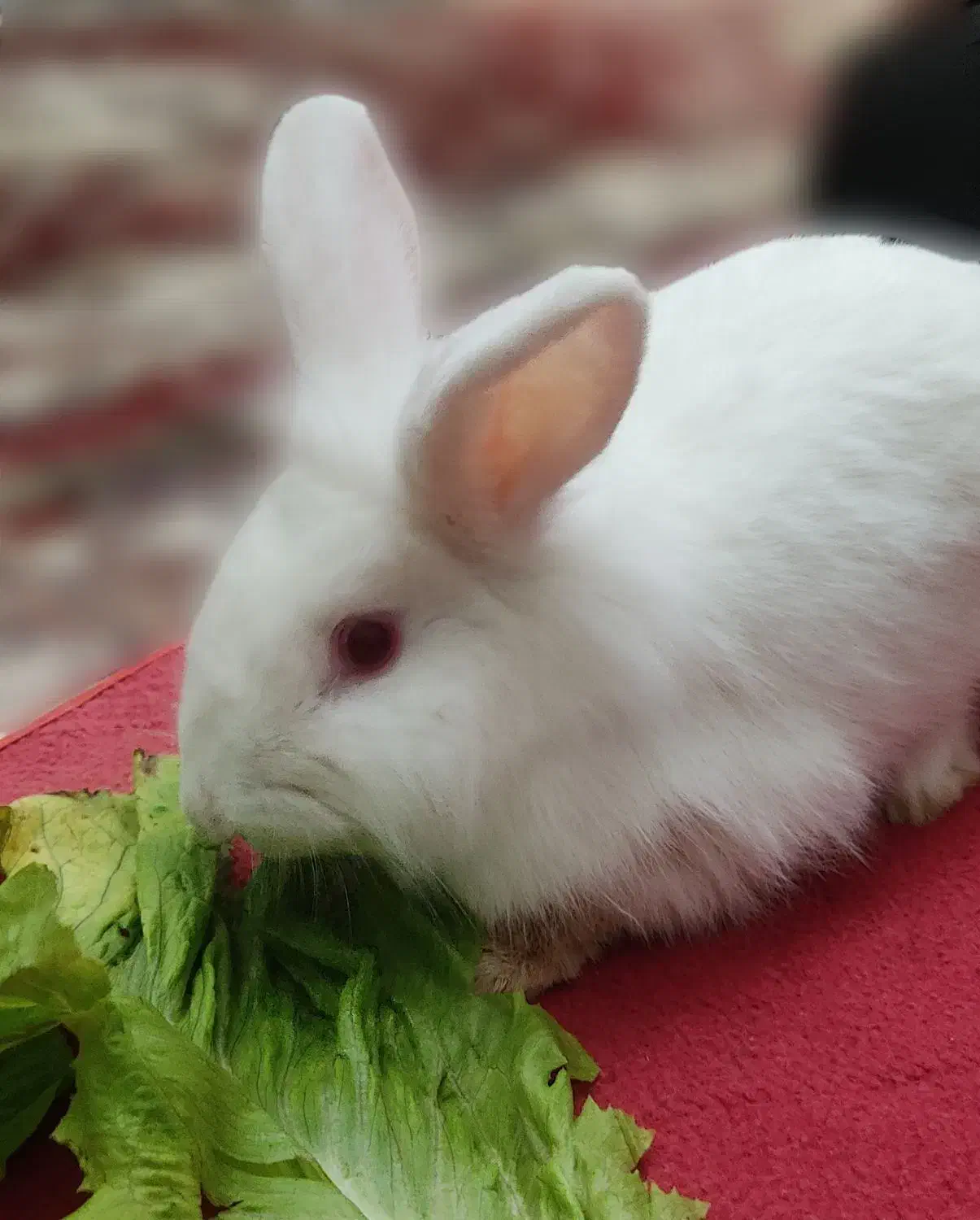 خرگوش لپ|موش و خرگوش|تبریز, |دیوار