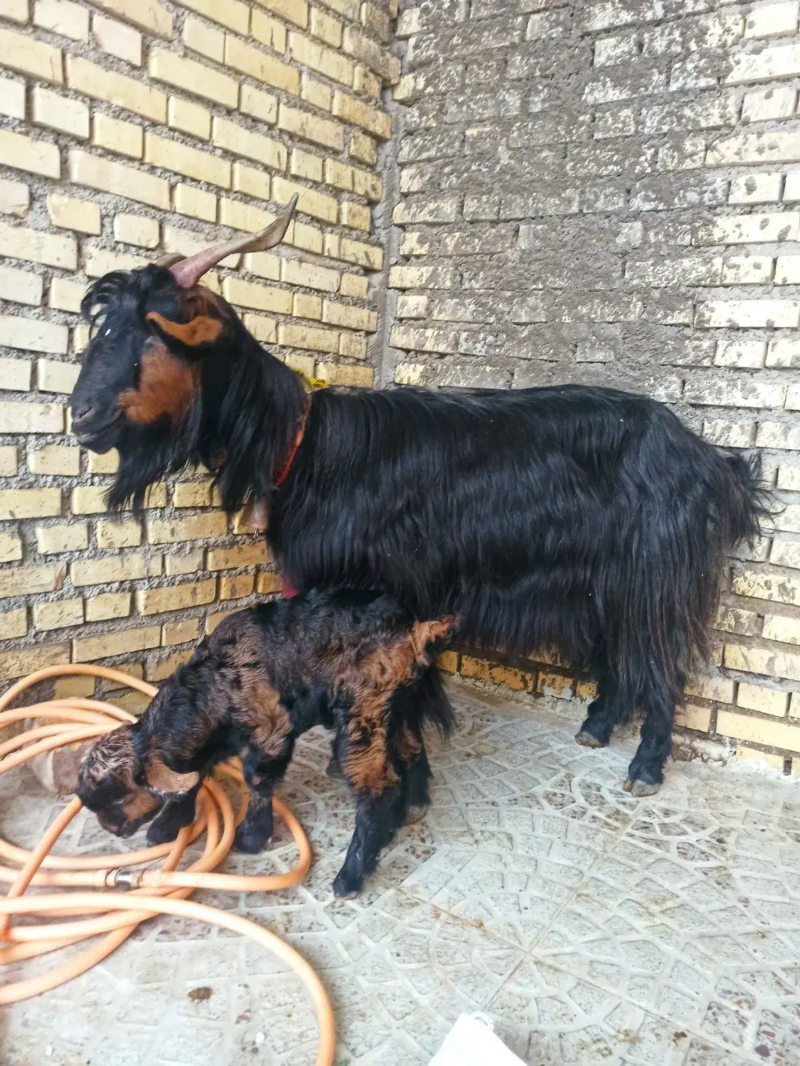 بز ترکی وبیگ نر|حیوانات مزرعه|شوشتر, |دیوار