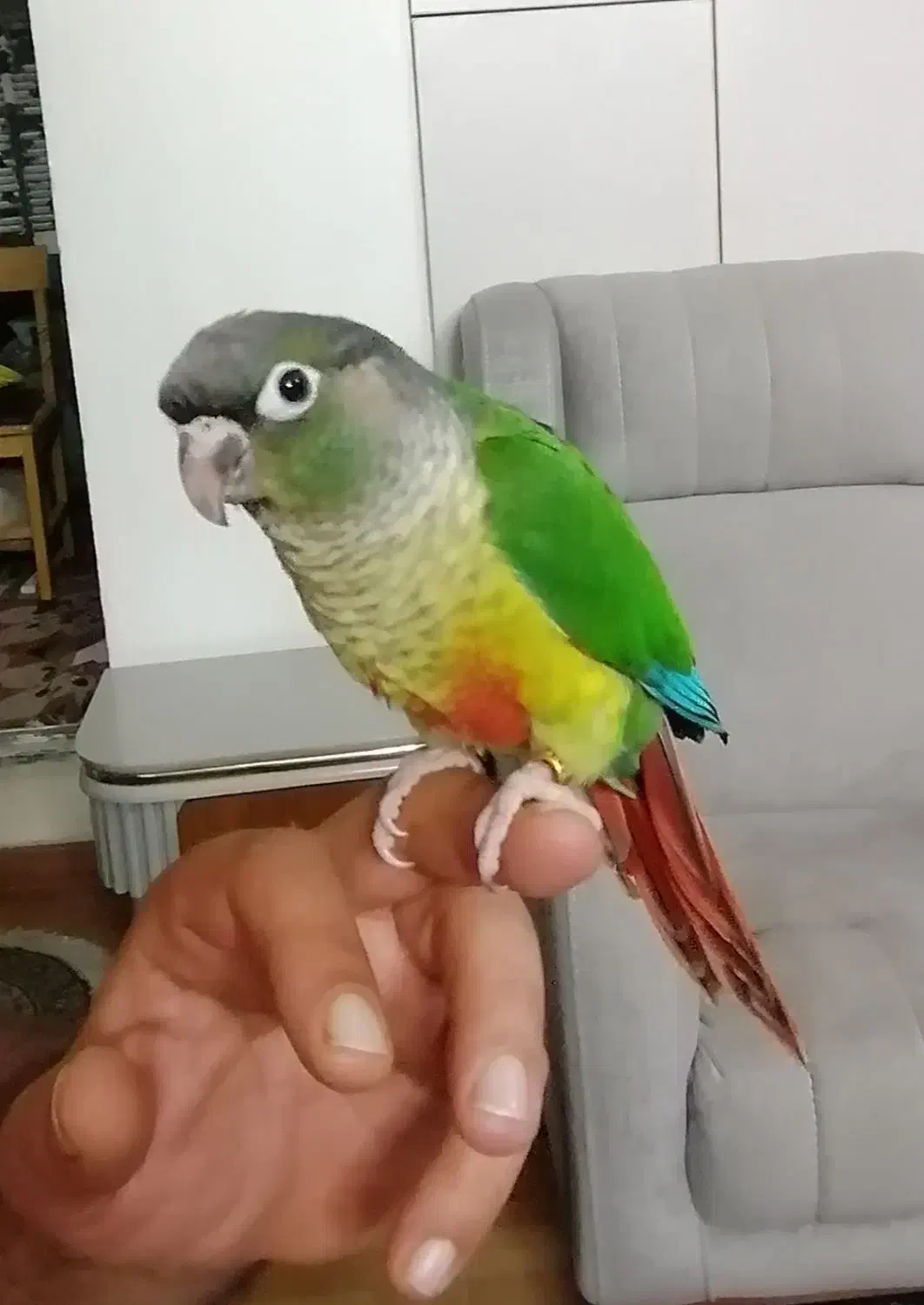 2عددگرینچیک|پرنده|پاکدشت, شهرک امام رضا|دیوار