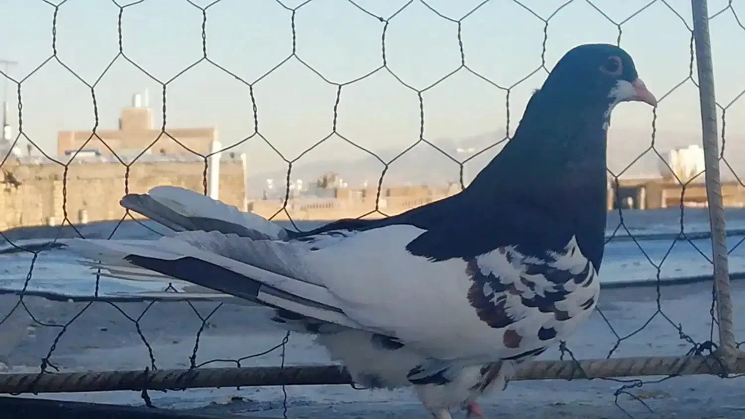 شهری ماده گلدار|پرنده|شیراز, کوشک میدان|دیوار