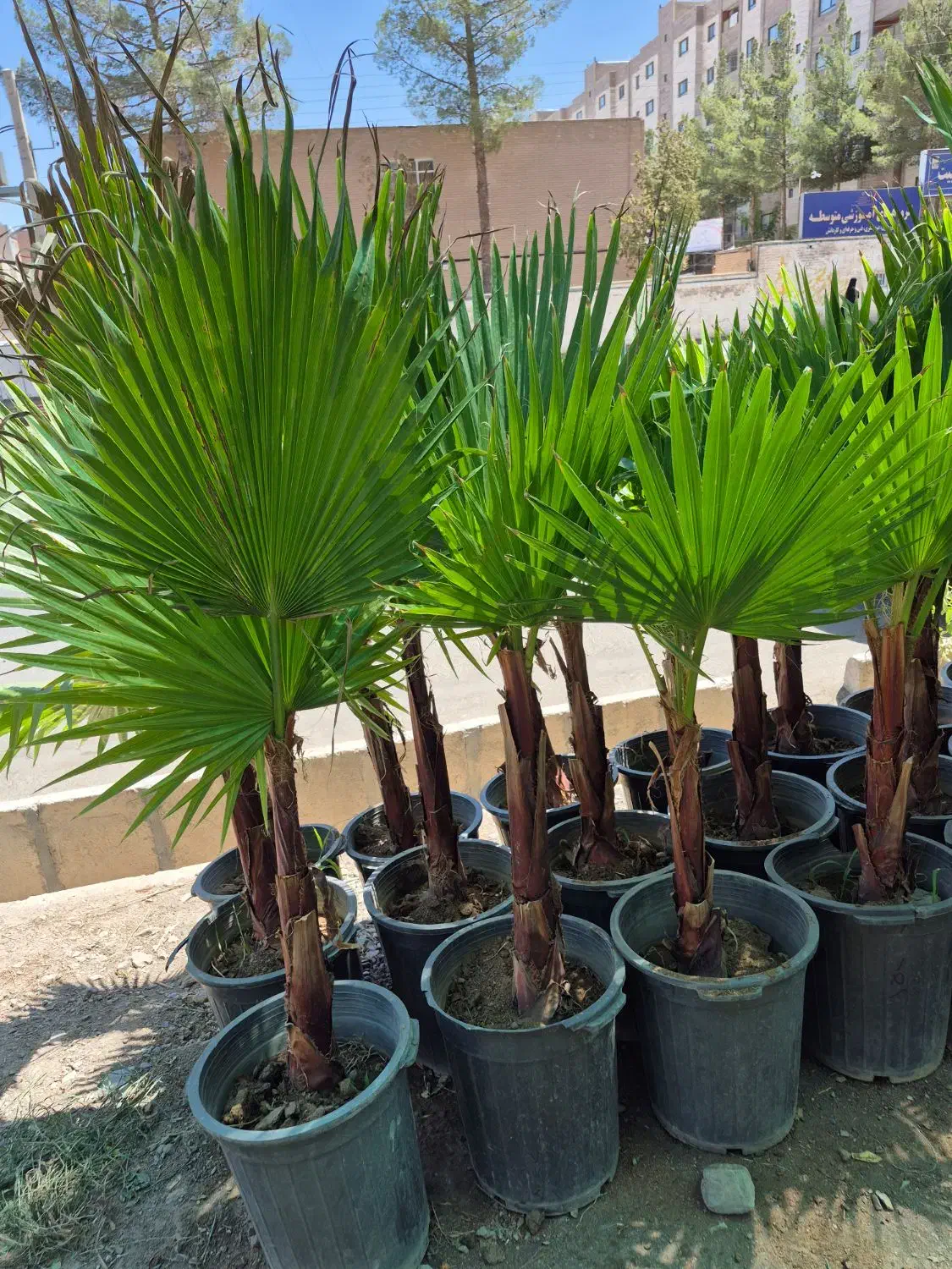 درخت نخل پالم بادبزنی *گلخانه من*|گل و گیاه طبیعی|بیرجند, |دیوار