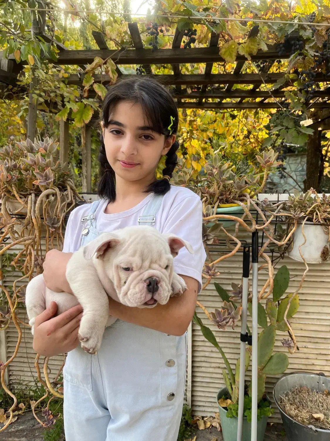 سگ انگلیش بولداگ اصیل|سگ|لواسان, |دیوار