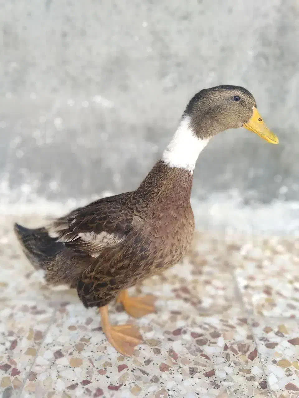 اردک|حیوانات مزرعه|جهرم, |دیوار