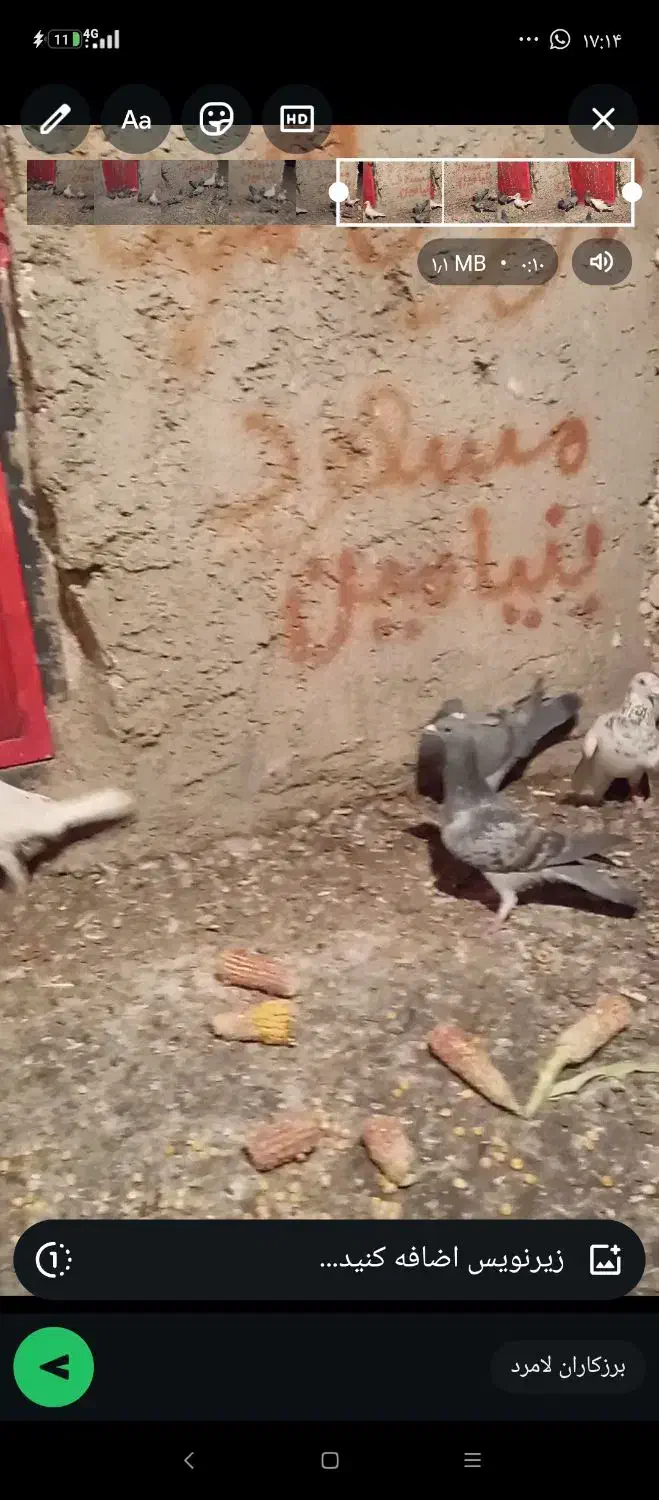 پلاکی جفتی کوهی و ابلغ|پرنده|شیراز, شهرک صنعتی شیراز|دیوار