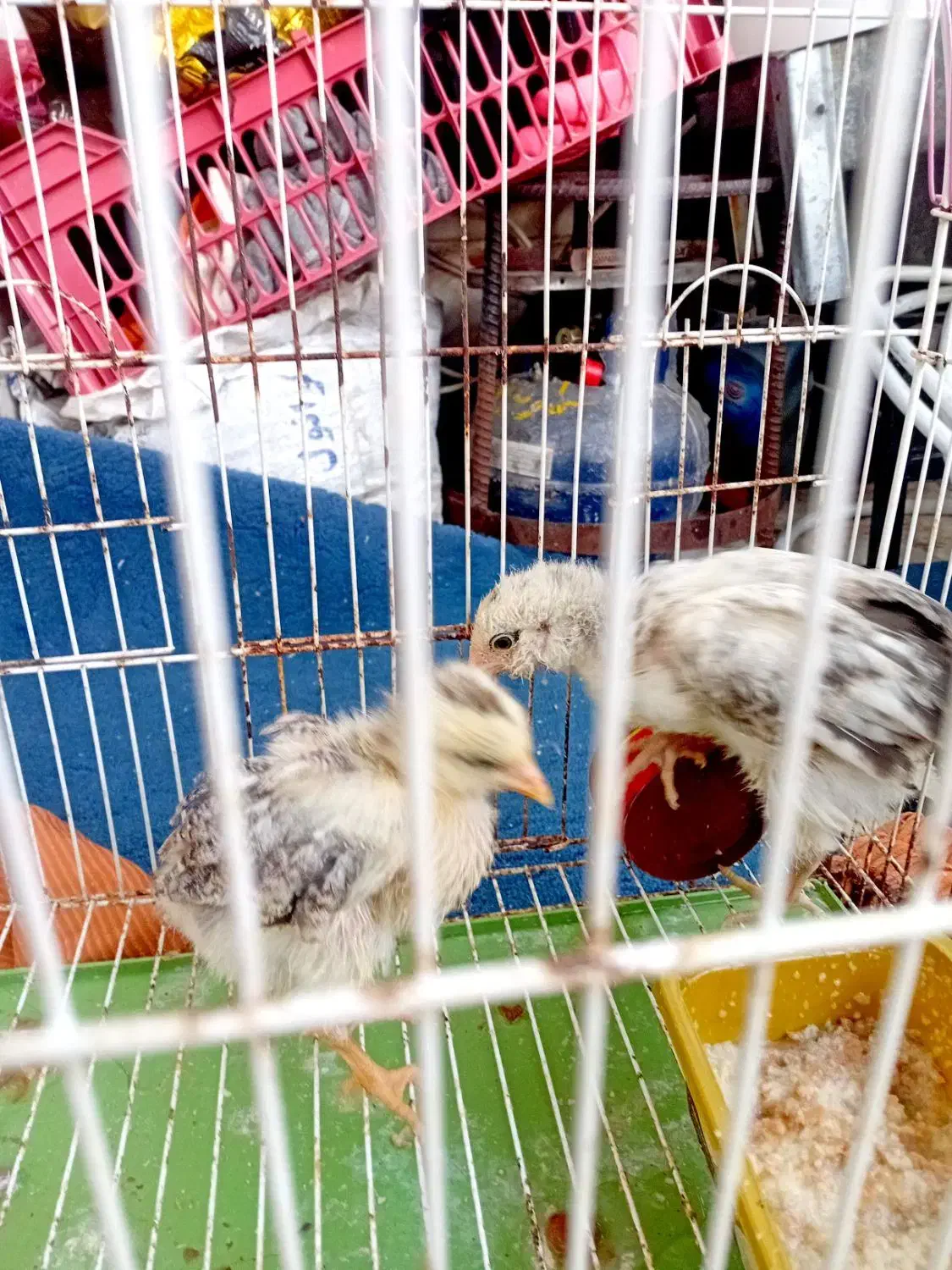 مرغ و خروس|حیوانات مزرعه|رشت, استقامت ۱|دیوار