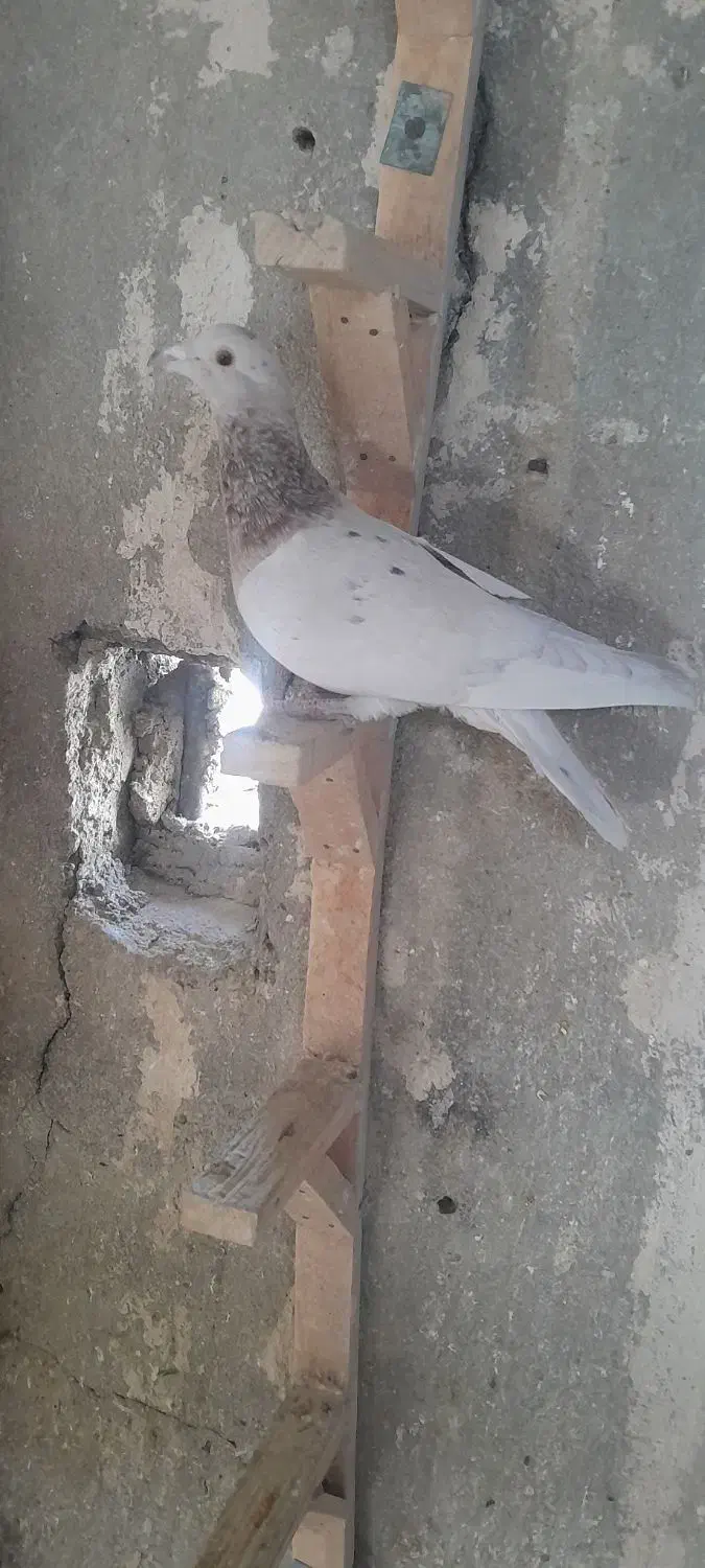 سرور گرفتنی حریف|پرنده|شیراز, تندگویان|دیوار