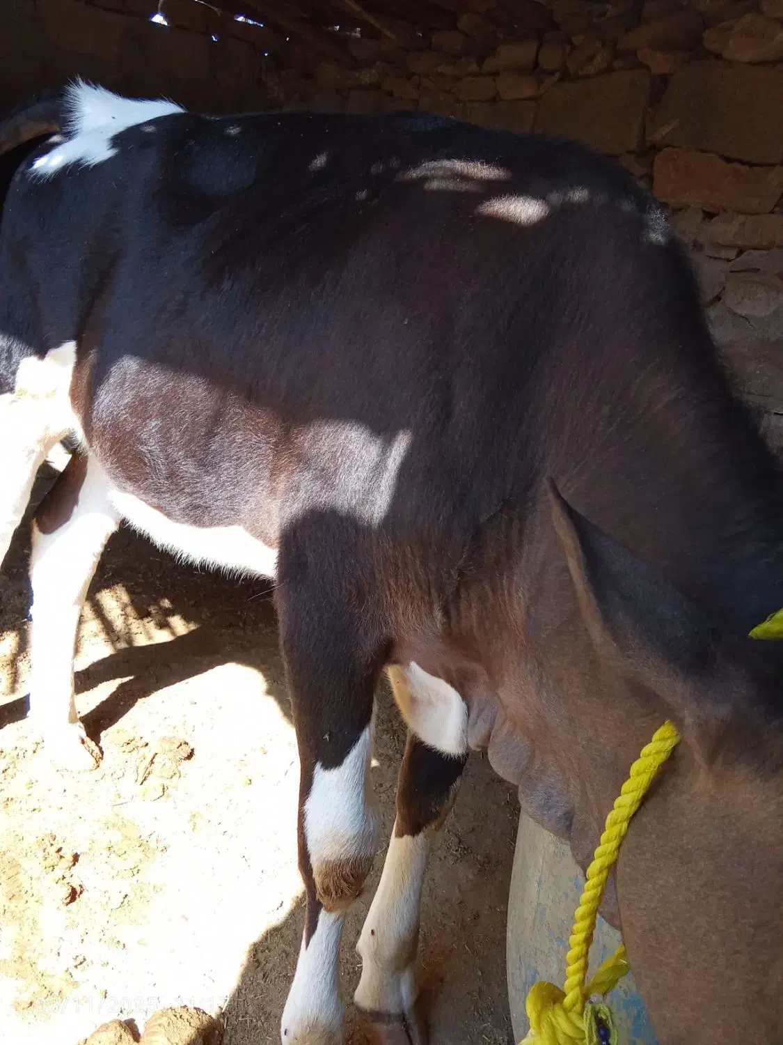 گوساله|حیوانات مزرعه|مسجد سلیمان, |دیوار