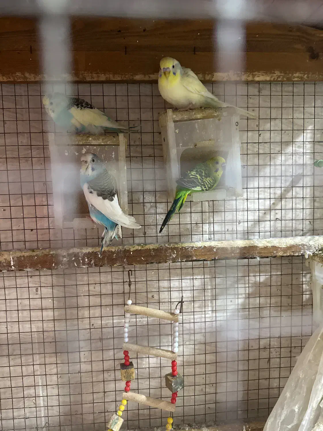 مرغ عشق|پرنده|رشت, پیرکلاچای|دیوار