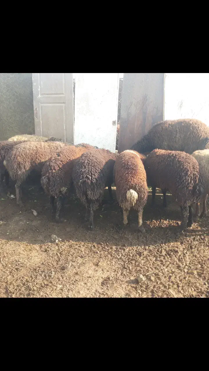 بره نر|حیوانات مزرعه|کرج, خرمدشت|دیوار