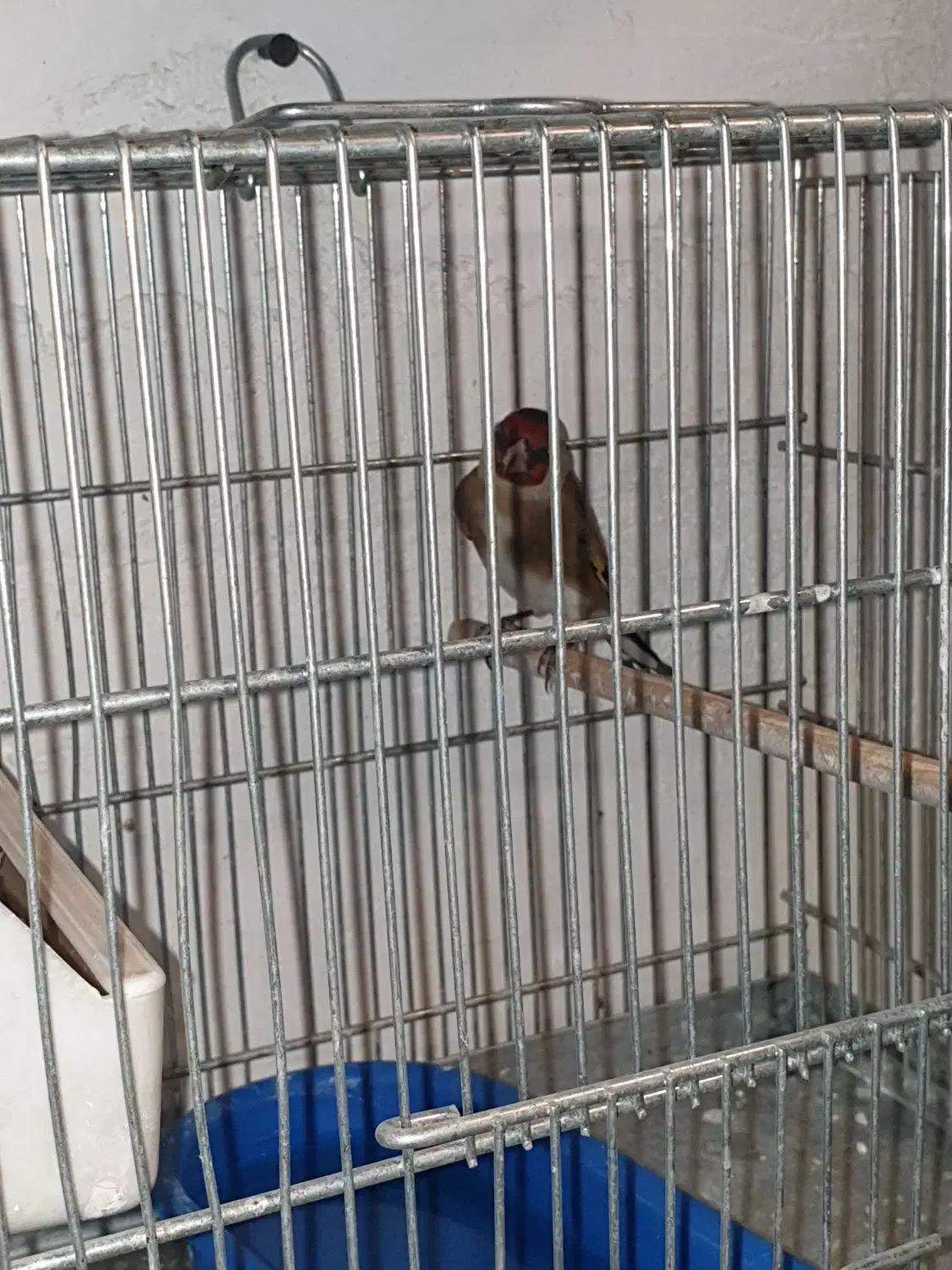 سهره نر|پرنده|ری, حمزه‌آباد|دیوار