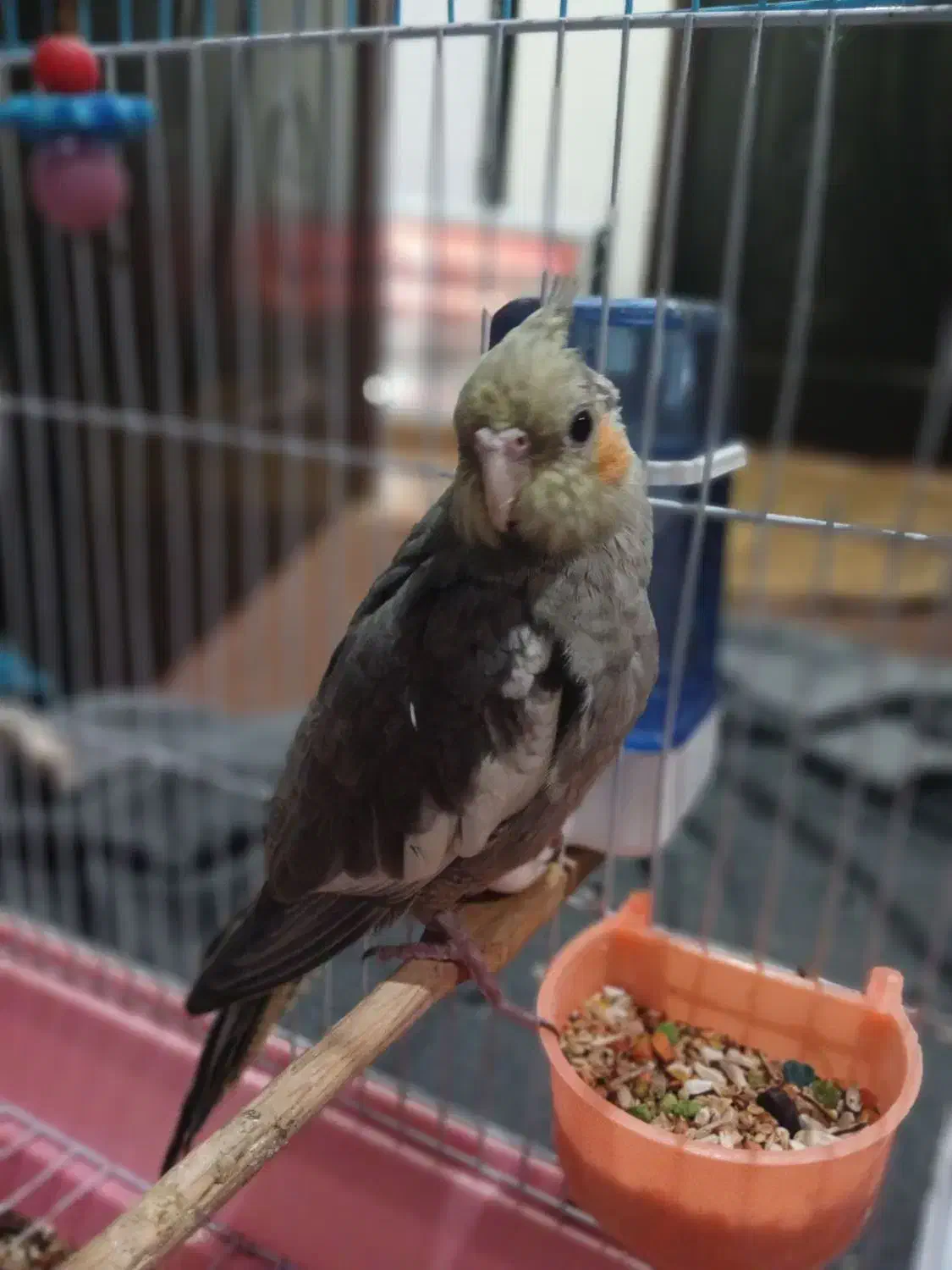 عروس هلندی|پرنده|جیرفت, |دیوار