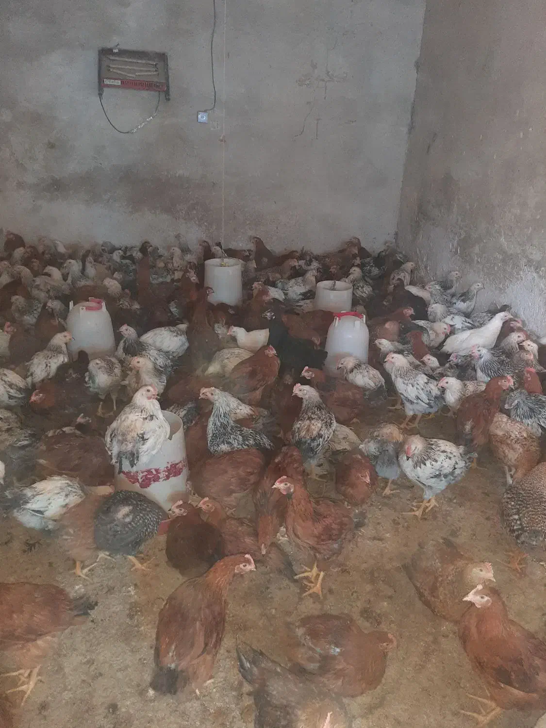 جوجه|حیوانات مزرعه|دهدشت, |دیوار