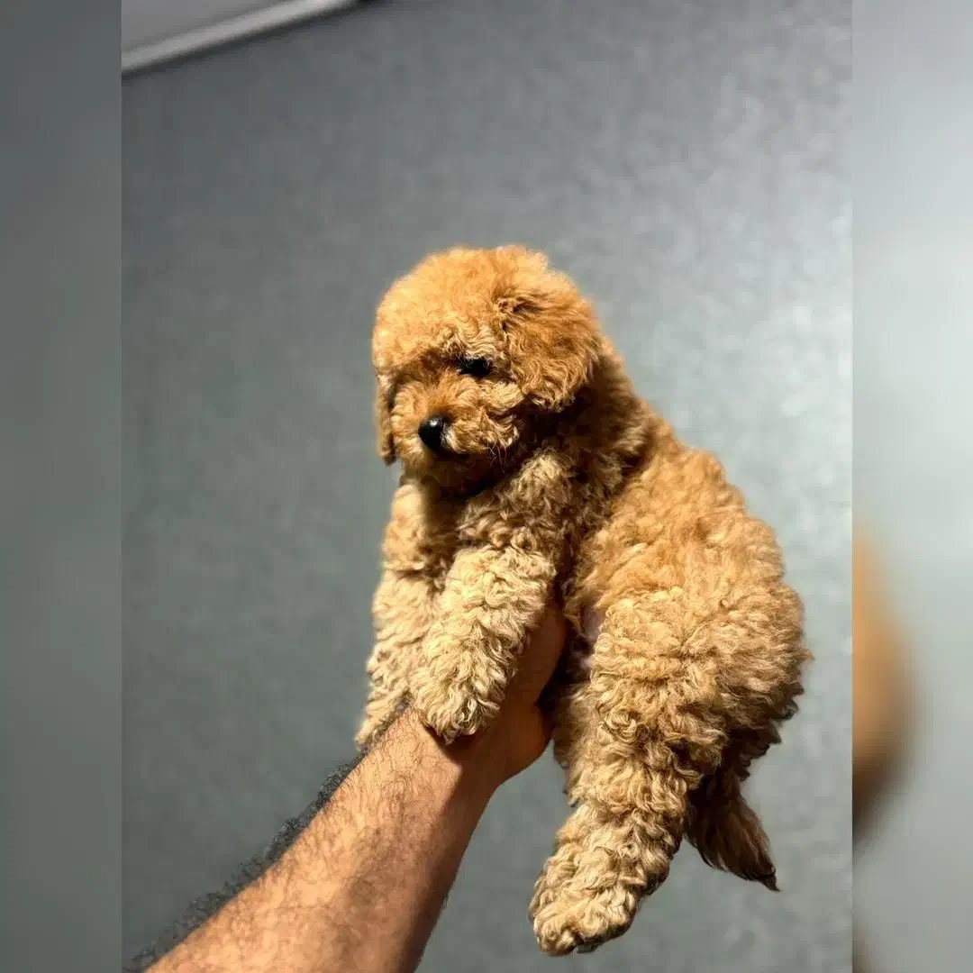 کوچولوی سلطنتی تاینیتوی پودل|سگ|تهران, شهرک چیتگر|دیوار