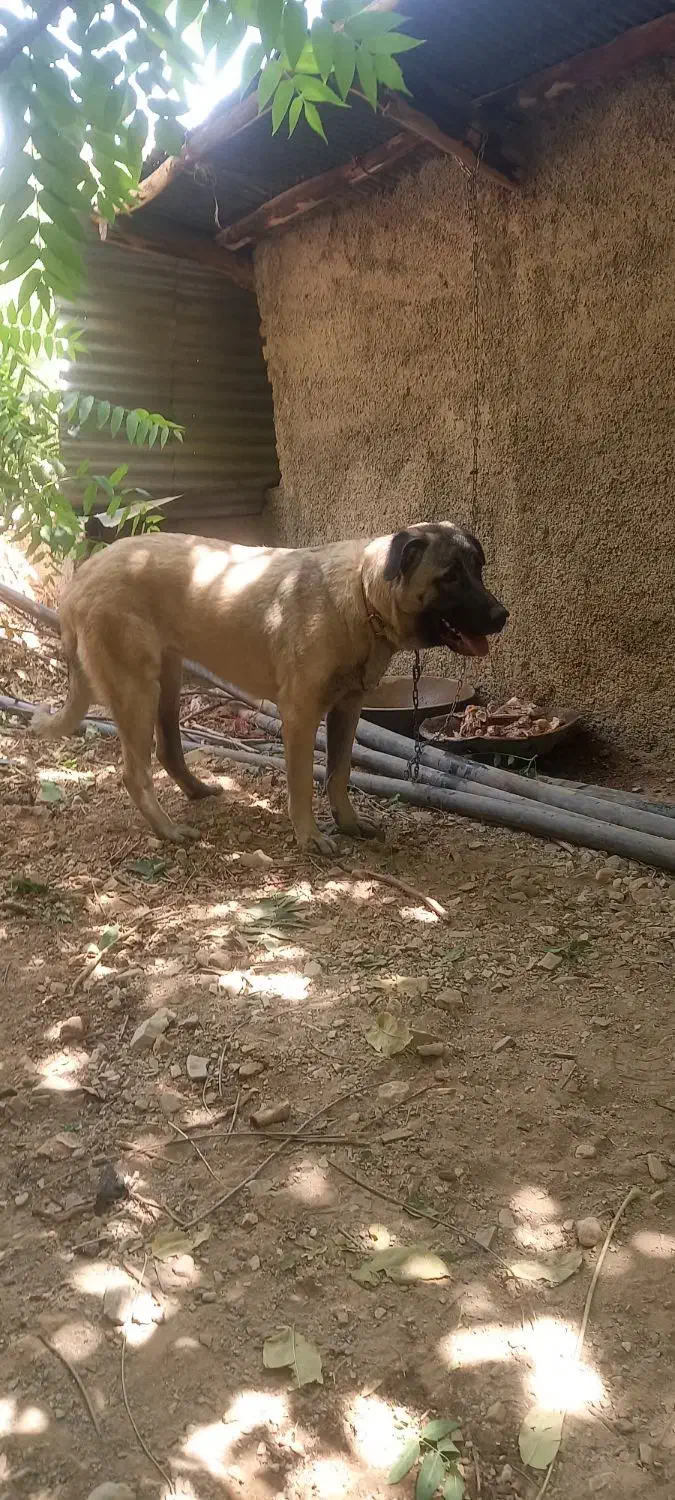 سگ سرابی ماده|سگ|تهران, درکه|دیوار