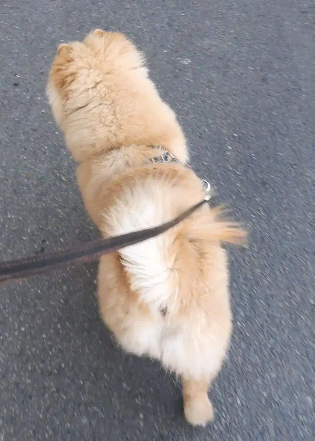 چاو چاو شاه توله|سگ|تهران, شهران جنوبی|دیوار