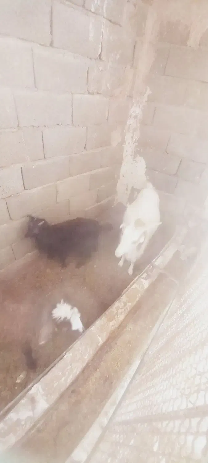 دو تا بز ماده و دوتا بزغاله|حیوانات مزرعه|هشتگرد, هیو|دیوار