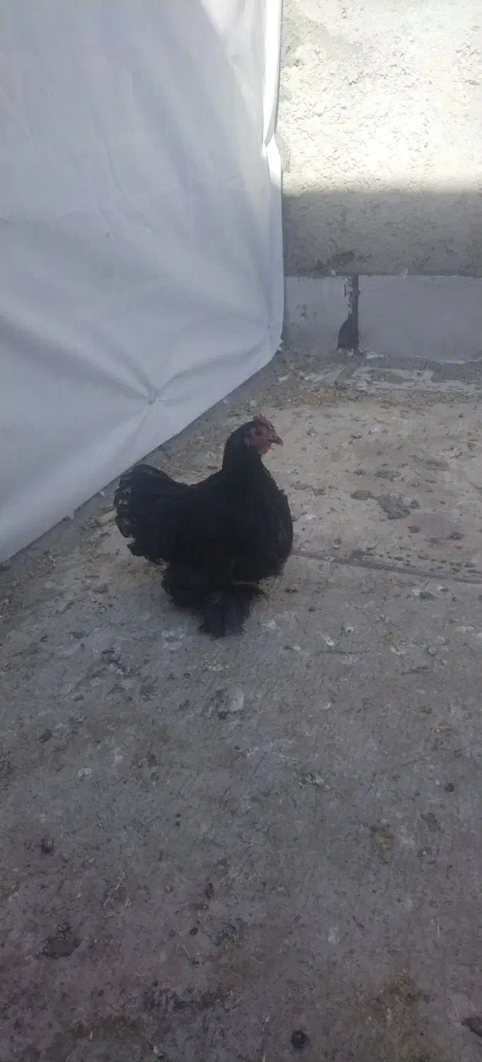 سلام مرغ فروشی کوشین خوشگل|حیوانات مزرعه|گوهرکوه, |دیوار