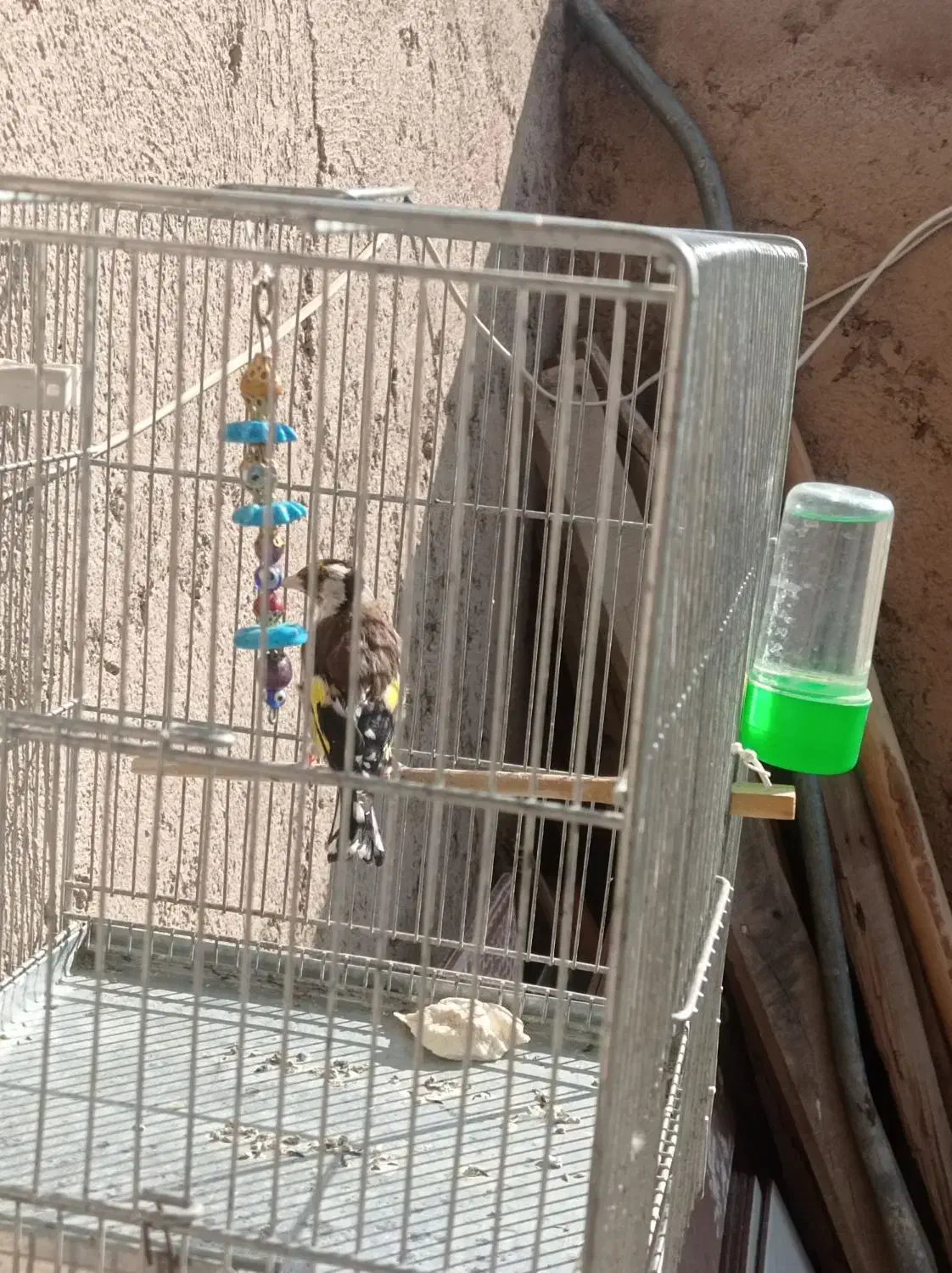 سهره|پرنده|تهران, ترمینال جنوب|دیوار