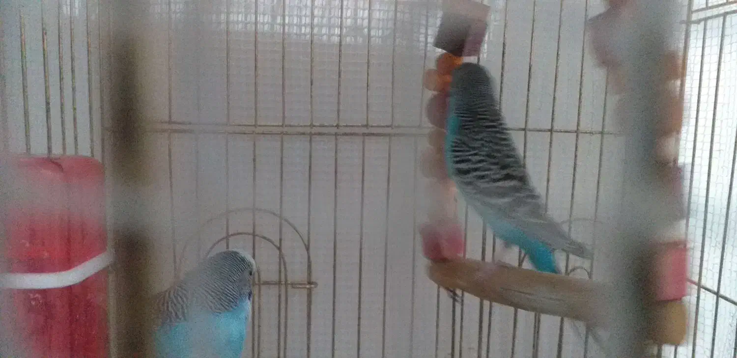 ۲ تا مرغ عشق پنصدهزارتوما|پرنده|تبریز, |دیوار