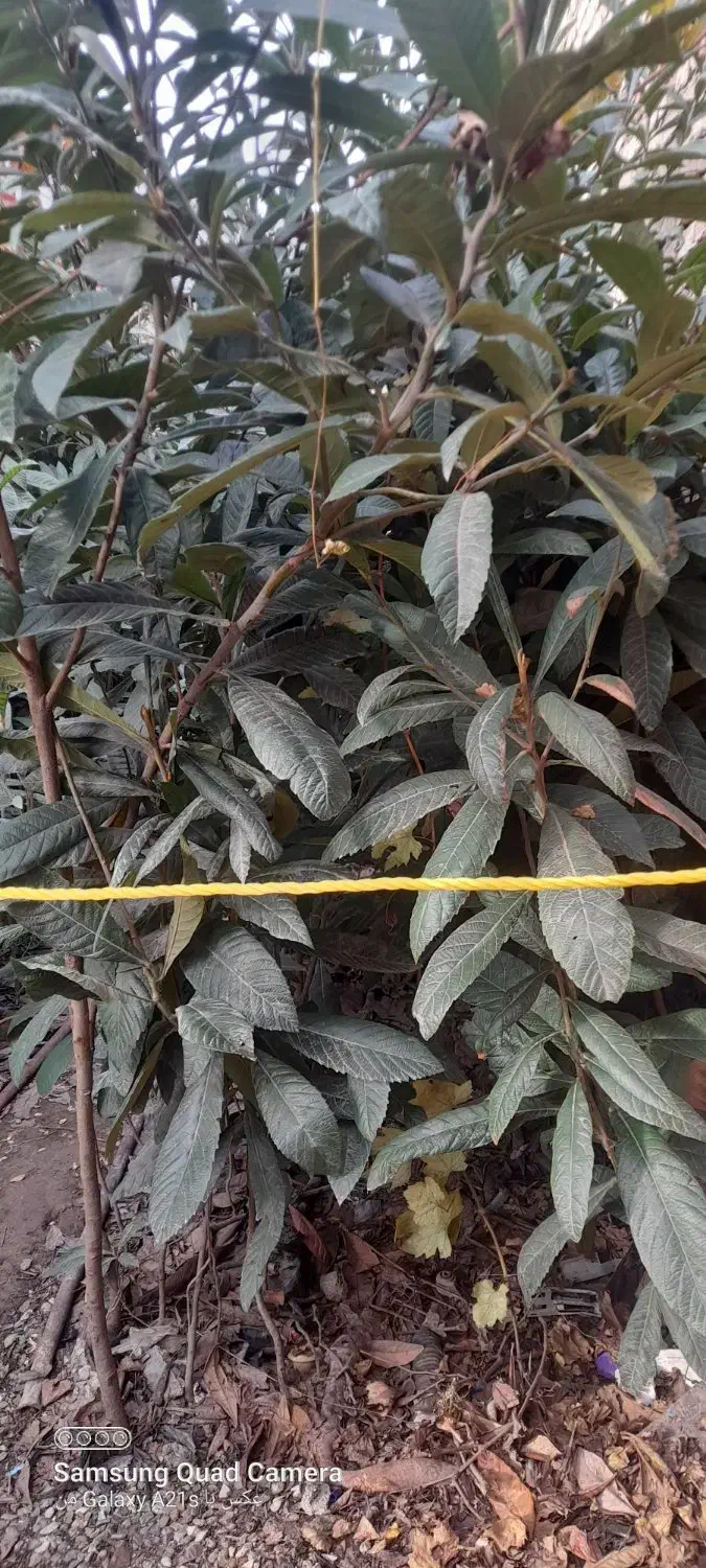 نهال ازگیل|حراج|خان ببین, |دیوار