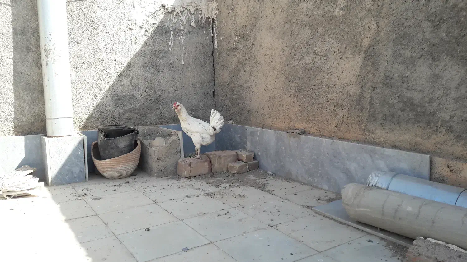 مرغ گلین|حیوانات مزرعه|فردوس (خراسان), |دیوار