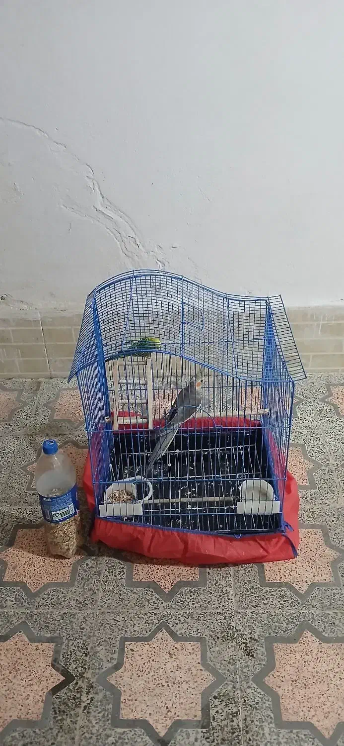 ariahesam|پرنده|گرگان, |دیوار