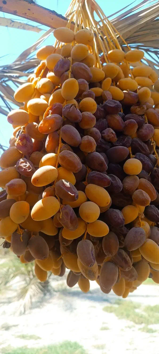 شیرین و مقوی ر. ط. ب|خوردنی و آشامیدنی|شیراز, شاهچراغ|دیوار