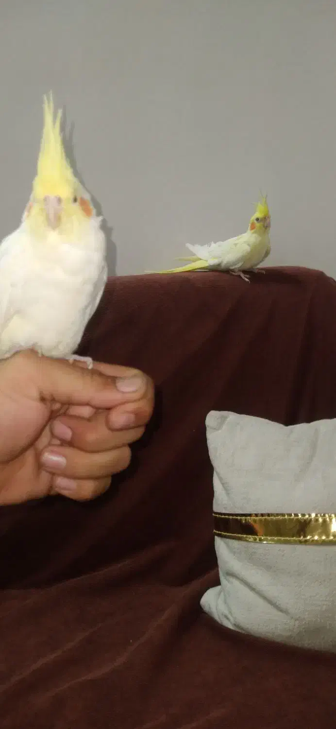 عروس هلندی لوتینو نروماده بالغ|پرنده|چابهار, |دیوار