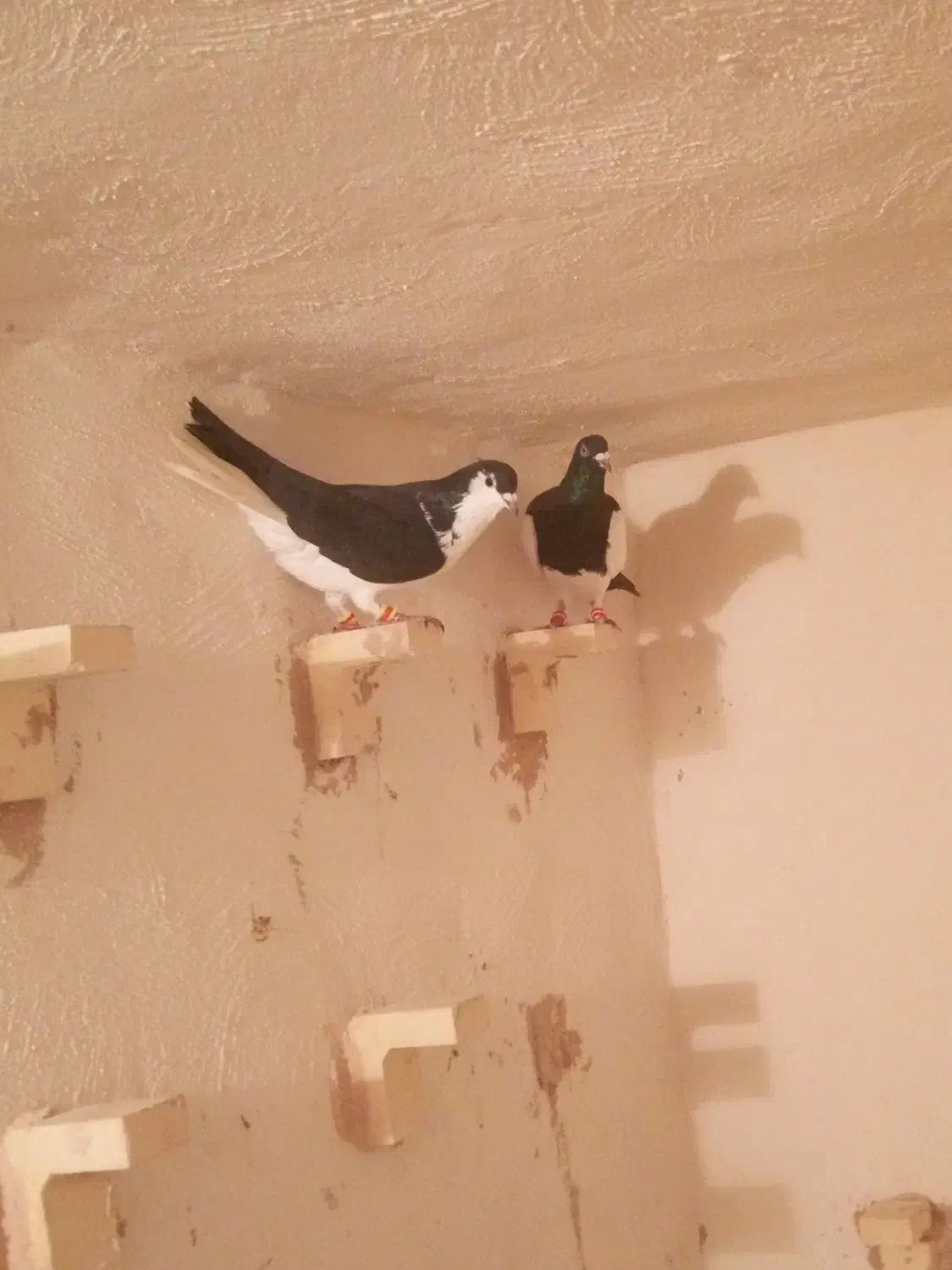 کفتر سوراخ|پرنده|کرمان, |دیوار