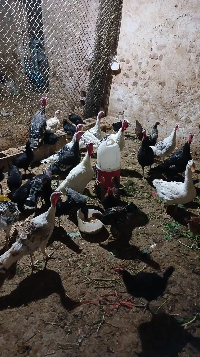 بوقلمون محلی،جوجه خروس،باری|حیوانات مزرعه|کازرون, |دیوار