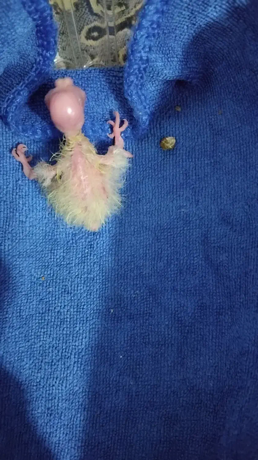 دوتاجوجه عروس هلندی 3روزه لوتینوقیمت خریدم میدم|پرنده|صائین قلعه, |دیوار