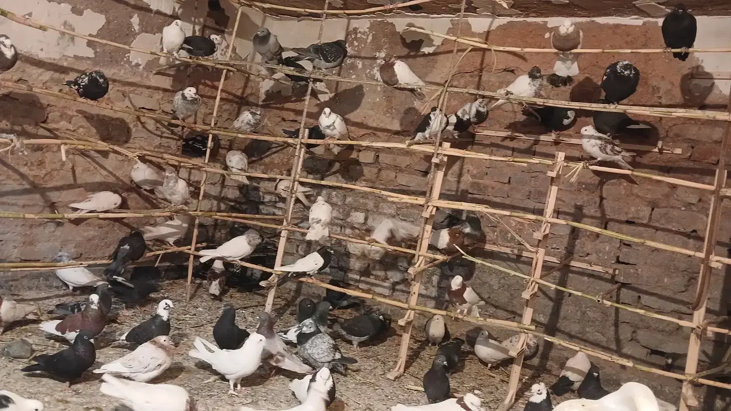 پرندن|پرنده|بم, |دیوار