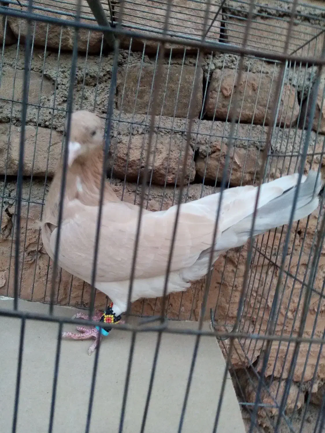 چند عدد کبوتر زیبا|پرنده|سبزوار, جوادیه شرقی|دیوار