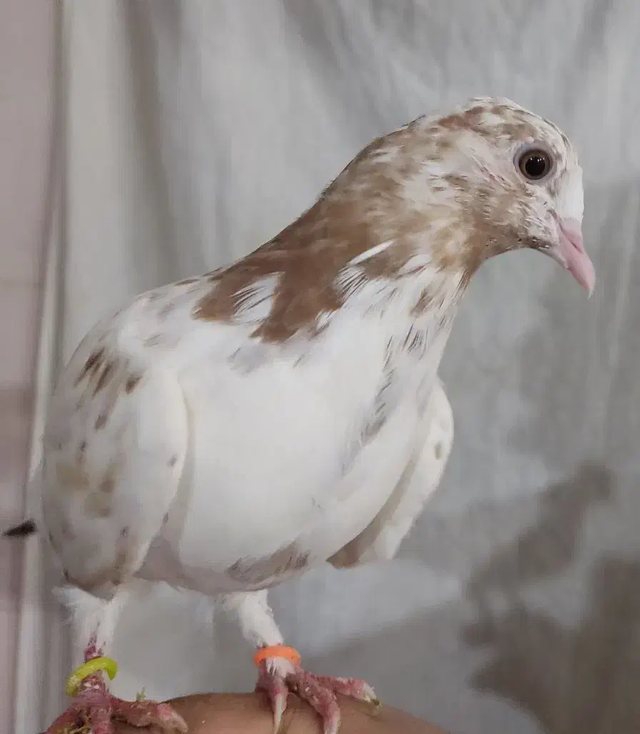 کبوتر ماده|پرنده|نهاوند, |دیوار