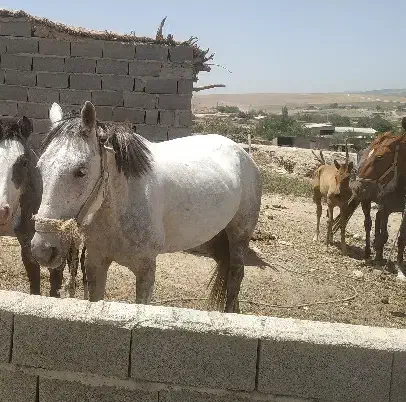 اسب قوی وخیلی چابک سرحال با کاه دسته گندم|اسب و تجهیزات اسبسواری|گلی داغ, |دیوار