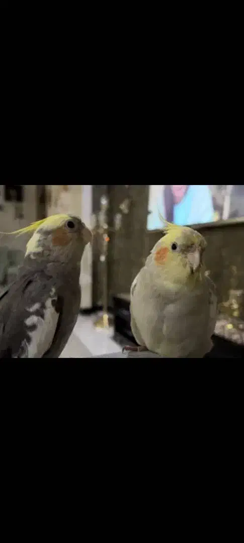 عروس هلندی|پرنده|تهران, امیریه|دیوار