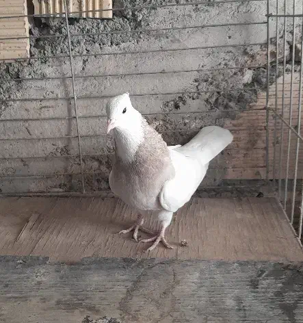 ماده طوقی|پرنده|خمینی‌شهر, |دیوار