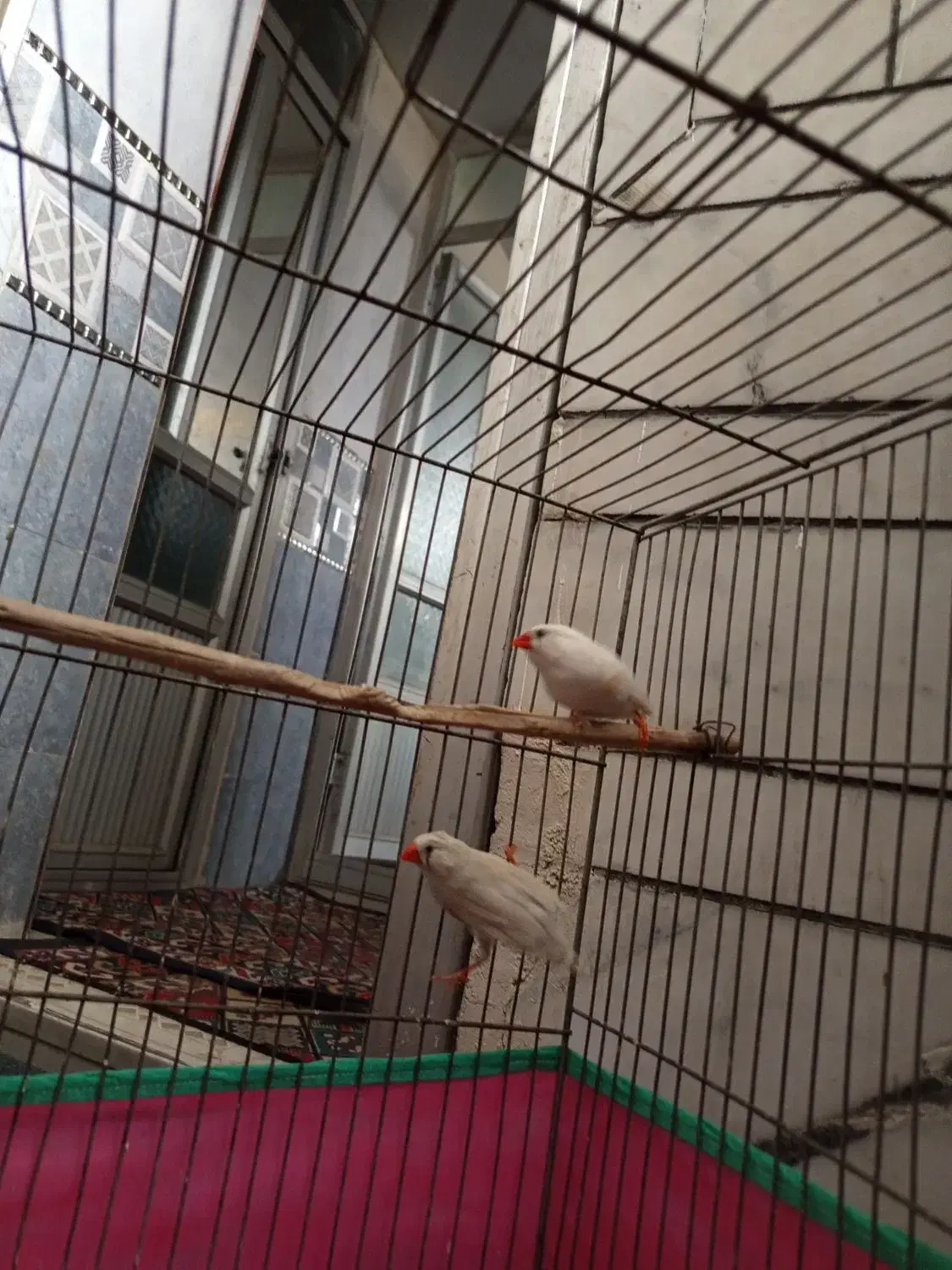 فنچ|پرنده|زرند, |دیوار