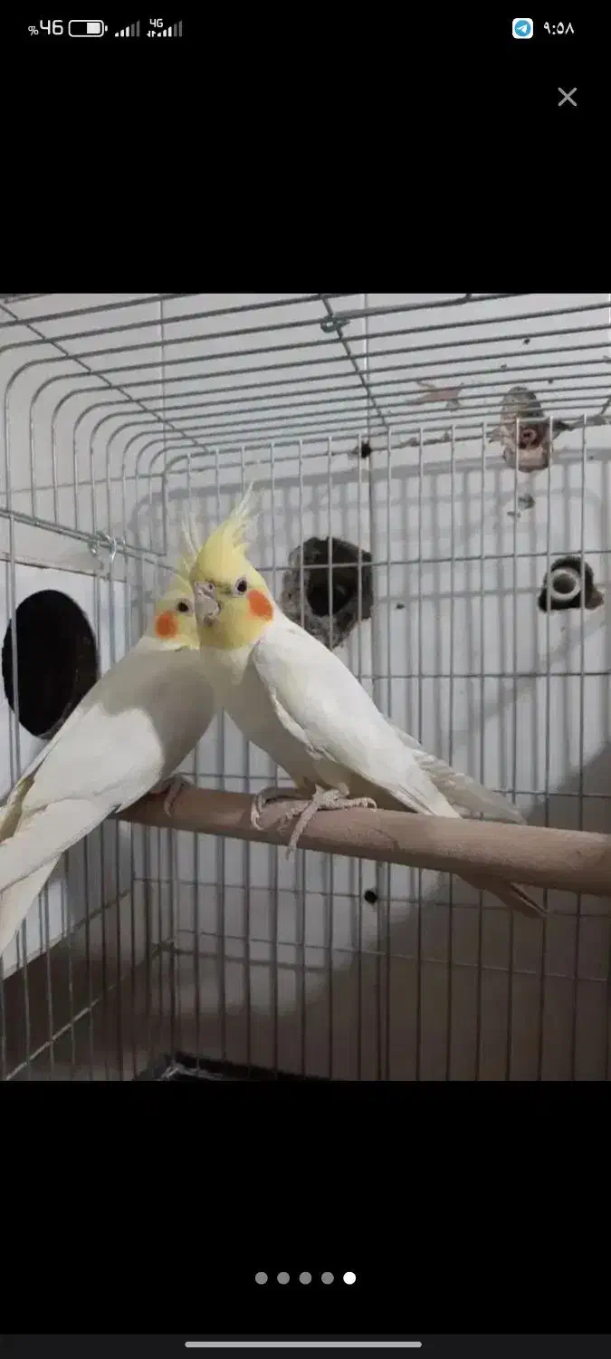 طوطی عروس هلندی|پرنده|نظرآباد, نظرآباد|دیوار