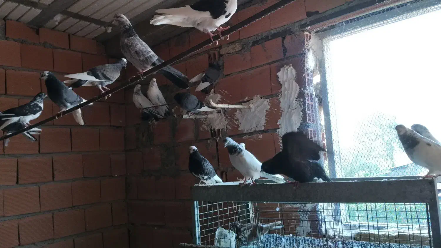 فروش و معاوضه کبوتر|پرنده|سورک, |دیوار