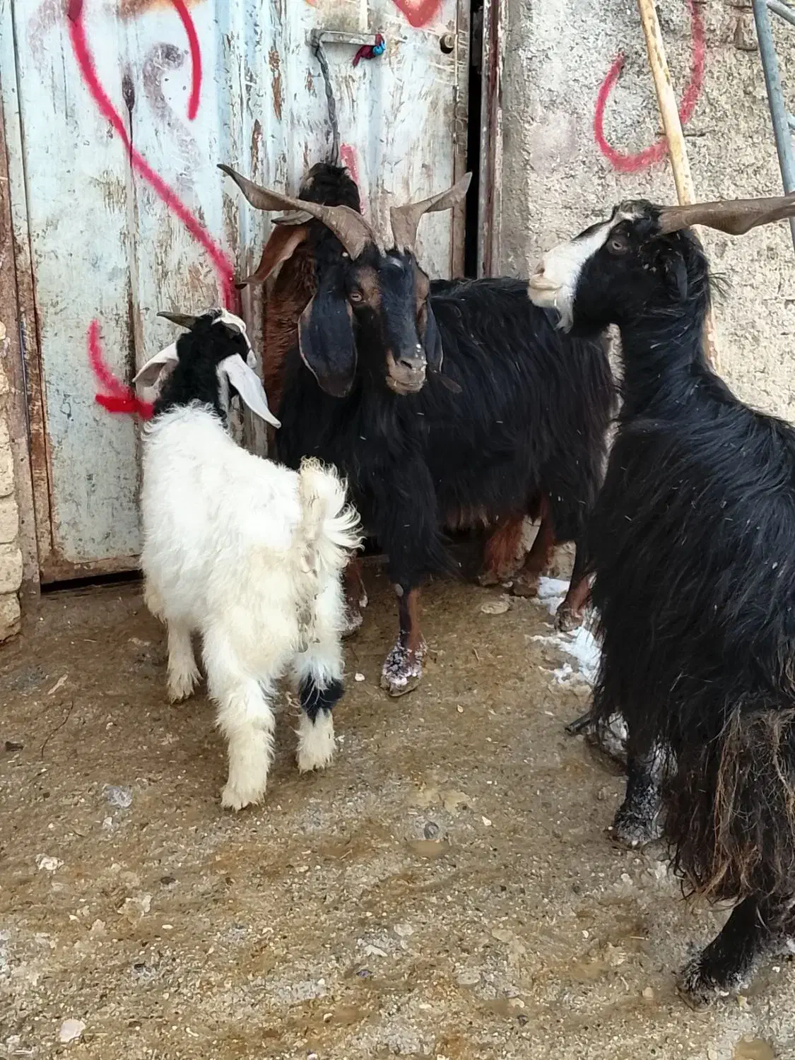 بز و بزغاله|حیوانات مزرعه|بیرانوند, |دیوار