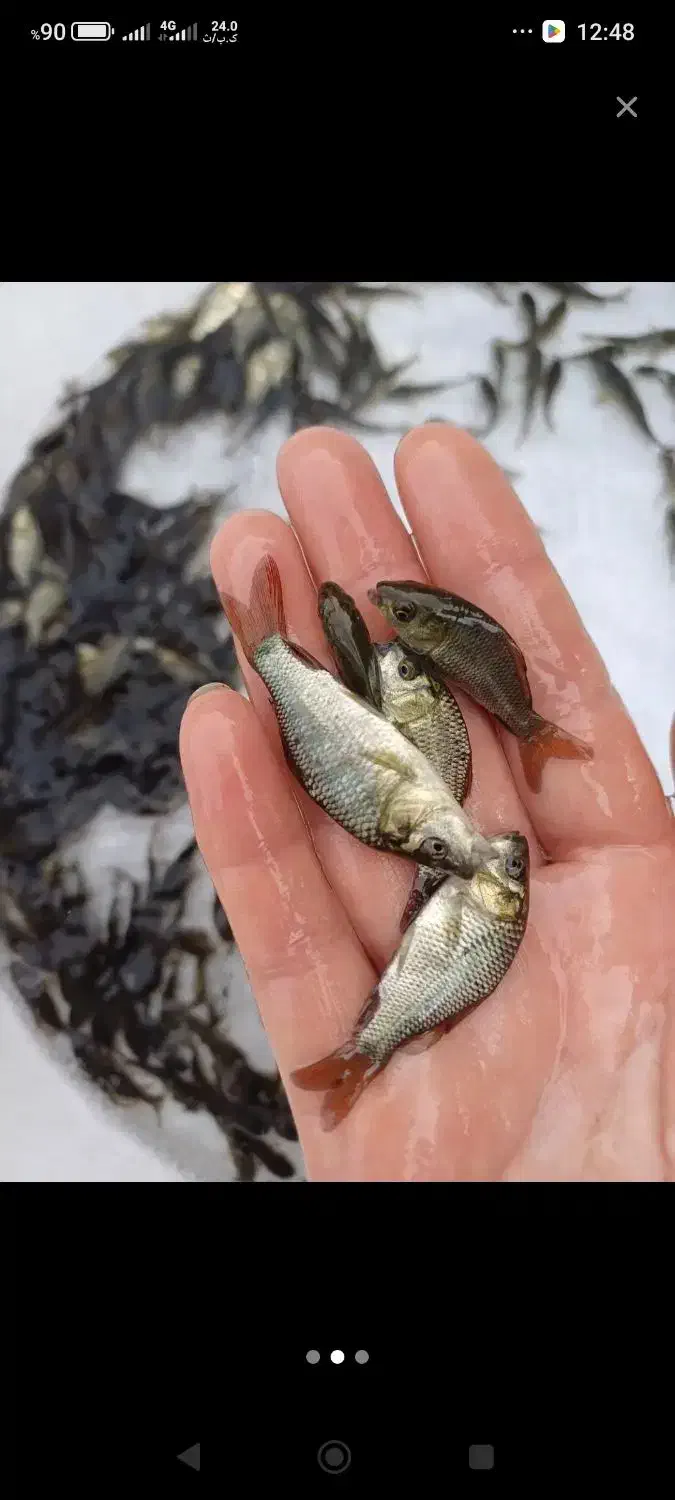 ماهی کپور|ماهی|گرگان, |دیوار