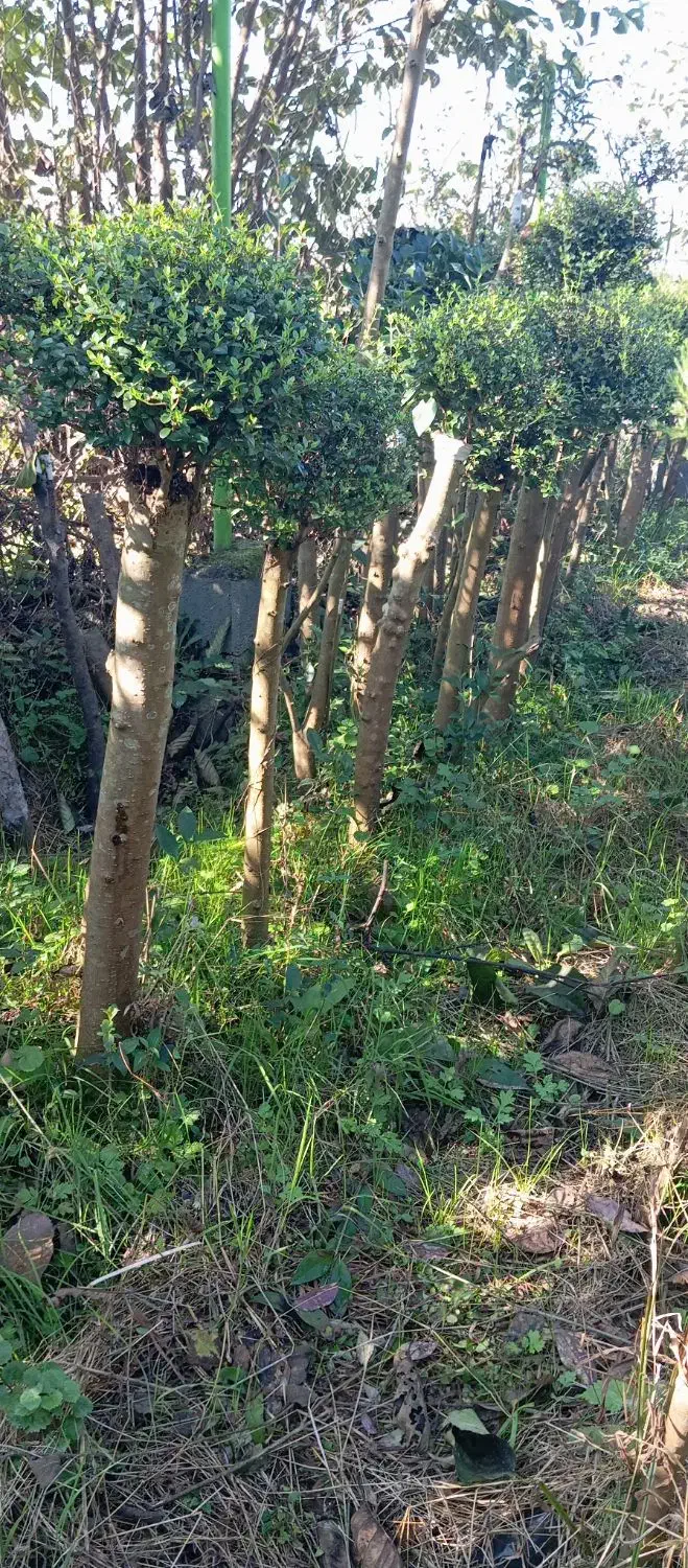 گلهای فضای باز (بیرونی)|گل و گیاه طبیعی|کلاچای, |دیوار