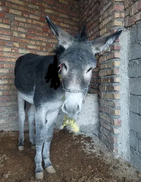 الاغ جوان و سالم|حیوانات مزرعه|میانه, |دیوار